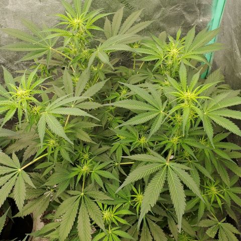 Wedding Cake Auto 1 [3/4] growlog timeline photo