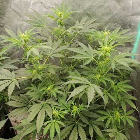 Wedding Cake Auto 1 [3/4] growlog timeline photo