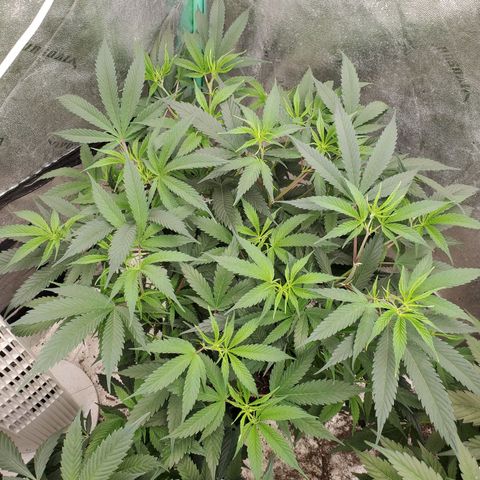 Scooby Snacks 1i 🐕 [4/15] growlog timeline photo