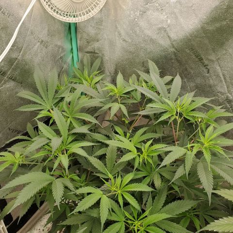 Scooby Snacks 1i 🐕 [4/15] growlog timeline photo