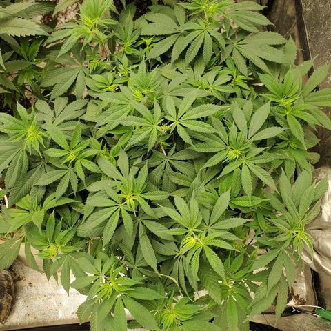 Dragon Mints 4💥 [4/29] growlog timeline photo