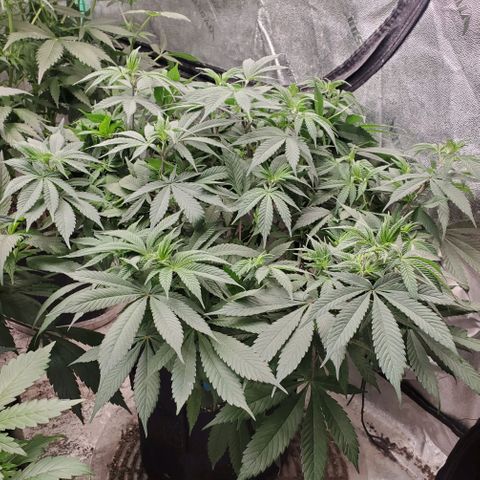 Dragon Mints 4💥 [4/29] growlog timeline photo
