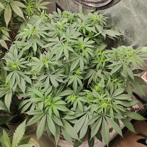 Dragon Mints 4💥 [4/29] growlog timeline photo