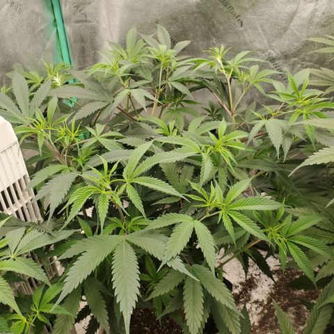 Scooby Snacks 1i 🐕 [4/15] growlog timeline photo