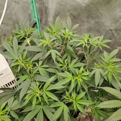 Scooby Snacks 1i 🐕 [4/15] growlog timeline photo
