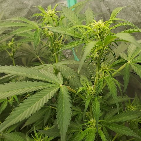 Wedding Cake Auto 1 [3/4] growlog timeline photo