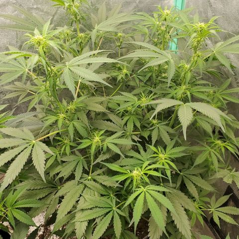 Wedding Cake Auto 1 [3/4] growlog timeline photo
