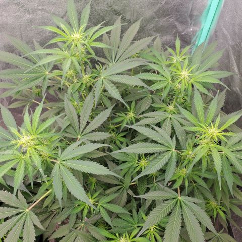 Wedding Cake Auto 1 [3/4] growlog timeline photo