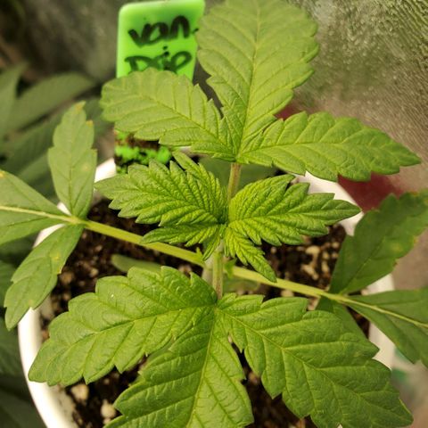 Vanilla Drip 1🍦 [6/24] growlog timeline photo