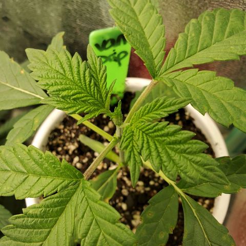 Vanilla Drip 1🍦 [6/24] growlog timeline photo