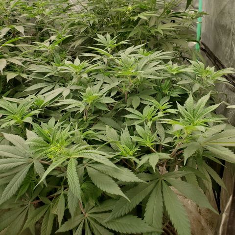 Dragon Mints 4💥 [4/29] growlog timeline photo