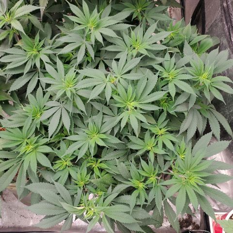 Dragon Mints 4💥 [4/29] growlog timeline photo