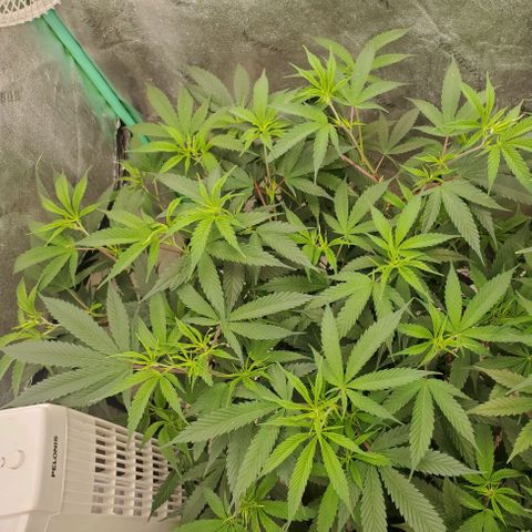 Scooby Snacks 1i 🐕 [4/15] growlog timeline photo