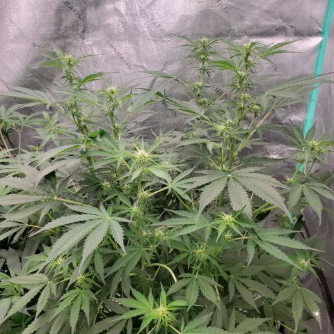Wedding Cake Auto 1 [3/4] growlog timeline photo