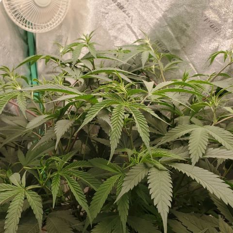 Scooby Snacks 1i 🐕 [4/15] growlog timeline photo