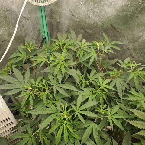 Scooby Snacks 1i 🐕 [4/15] growlog timeline photo
