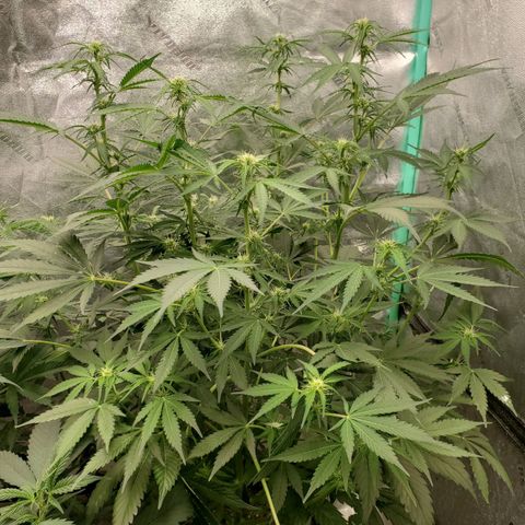 Wedding Cake Auto 1 [3/4] growlog timeline photo