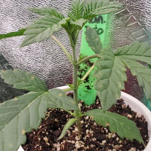 Vanilla Drip 1🍦 [6/24] growlog timeline photo