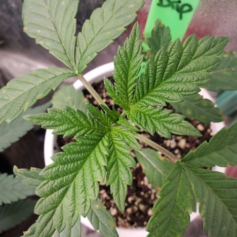 Vanilla Drip 1🍦 [6/24] growlog timeline photo