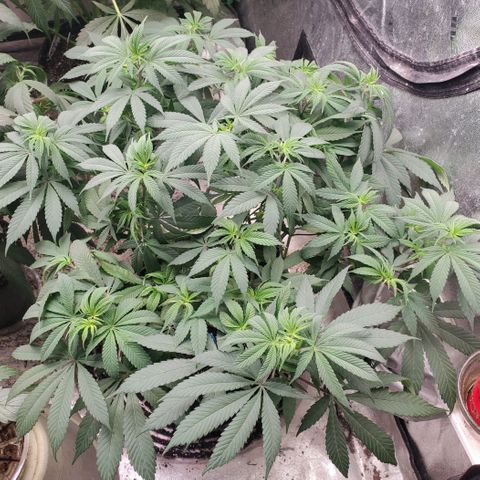 Dragon Mints 4💥 [4/29] growlog timeline photo
