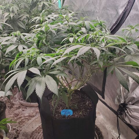 Dragon Mints 4💥 [4/29] growlog timeline photo