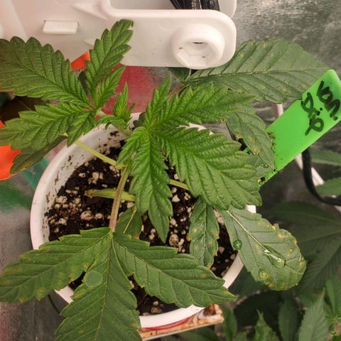 Vanilla Drip 1🍦 [6/24] growlog timeline photo