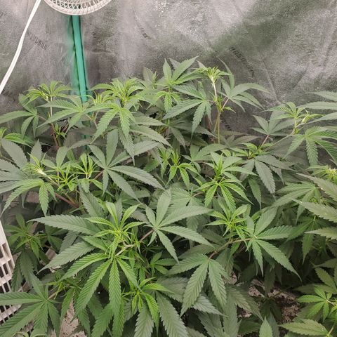 Scooby Snacks 1i 🐕 [4/15] growlog timeline photo