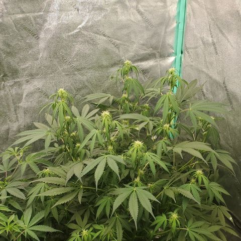 Wedding Cake Auto 1 [3/4] growlog timeline photo