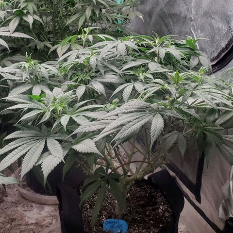 Dragon Mints 4💥 [4/29] growlog timeline photo