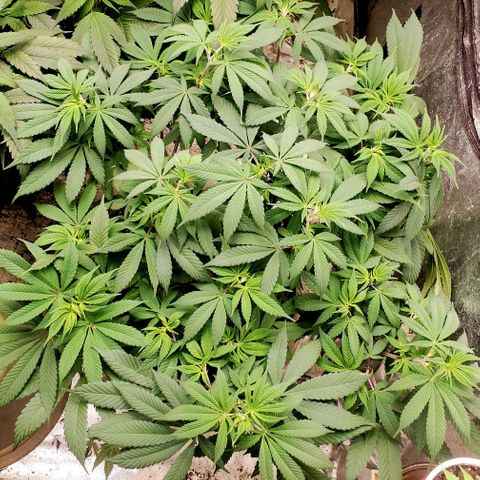 Dragon Mints 4💥 [4/29] growlog timeline photo