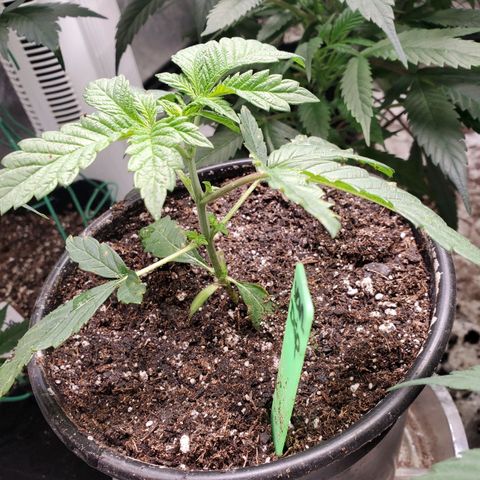 Vanilla Drip 1🍦 [6/24] growlog photo: I dropped the plant, it spilled, so I transplanted it.