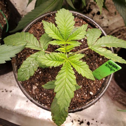 Vanilla Drip 1🍦 [6/24] growlog photo: I dropped the plant, it spilled, so I transplanted it.