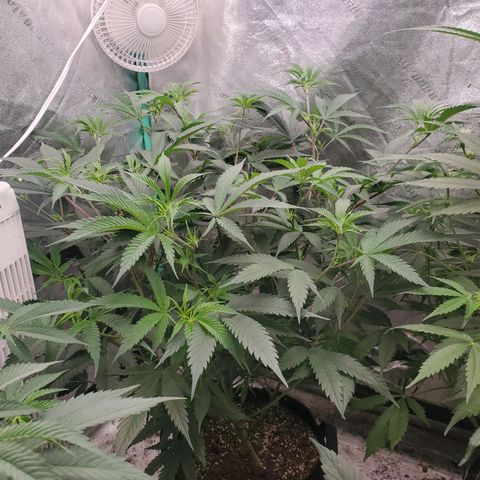 Scooby Snacks 1i 🐕 [4/15] growlog photo: After trimming lower branches. 