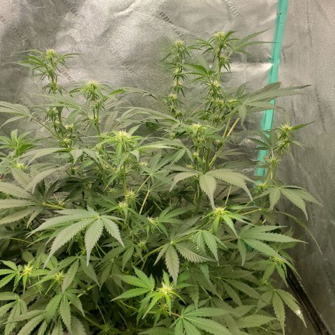 Wedding Cake Auto 1 [3/4] growlog photo: She looked much better this evening when the lights came back on. She looked very droopy this morning. 