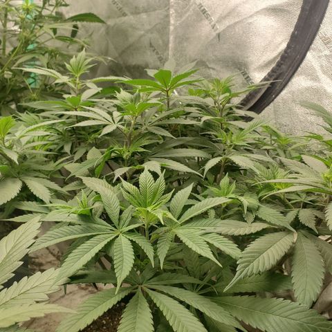 Dragon Mints 4💥 [4/29] growlog timeline photo