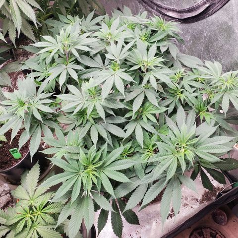 Dragon Mints 4💥 [4/29] growlog timeline photo