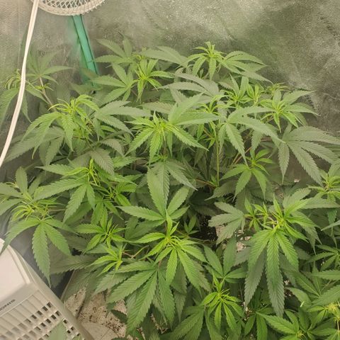 Scooby Snacks 1i 🐕 [4/15] growlog timeline photo