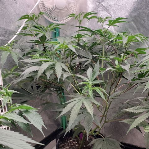 Scooby Snacks 1i 🐕 [4/15] growlog timeline photo