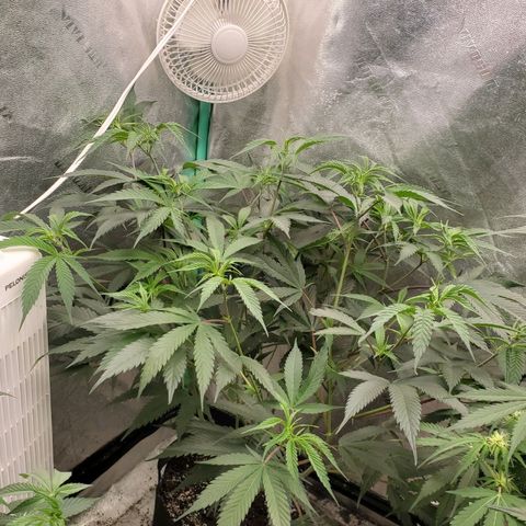 Scooby Snacks 1i 🐕 [4/15] growlog timeline photo
