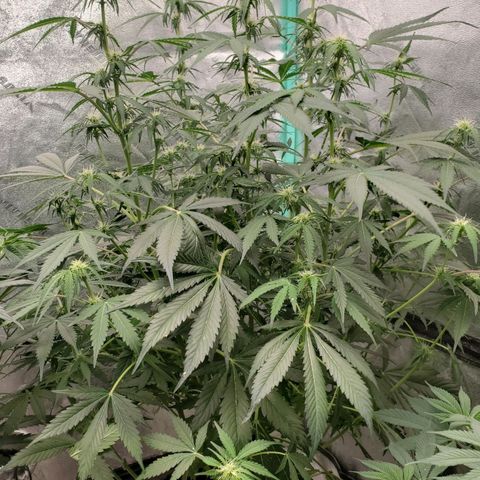 Wedding Cake Auto 1 [3/4] growlog timeline photo