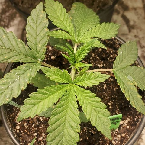 Vanilla Drip 1🍦 [6/24] growlog timeline photo