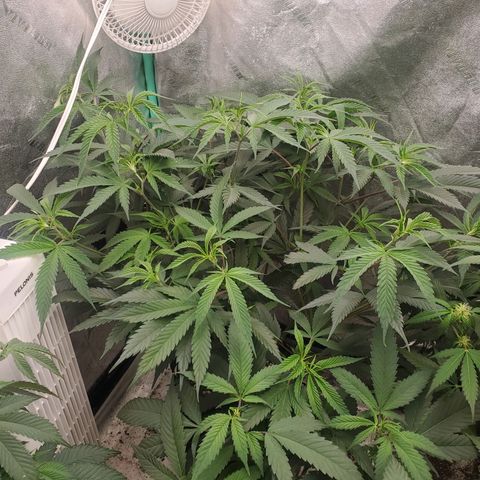 Scooby Snacks 1i 🐕 [4/15] growlog timeline photo