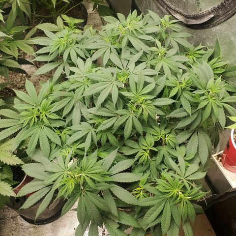 Dragon Mints 4💥 [4/29] growlog timeline photo