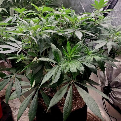 Dragon Mints 4💥 [4/29] growlog timeline photo