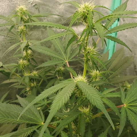 Wedding Cake Auto 1 [3/4] growlog timeline photo