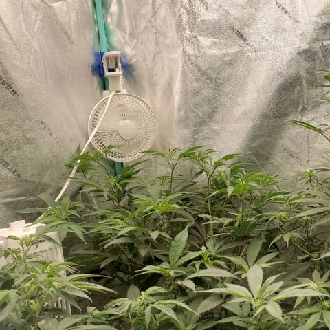 Scooby Snacks 1i 🐕 [4/15] growlog timeline photo