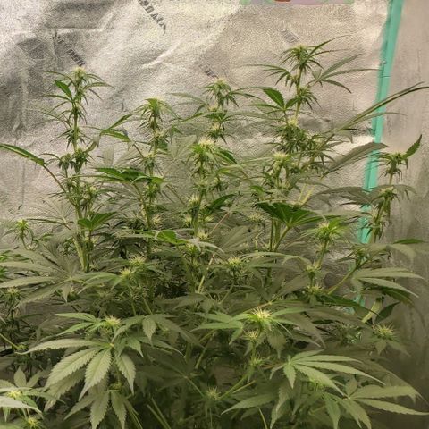 Wedding Cake Auto 1 [3/4] growlog timeline photo