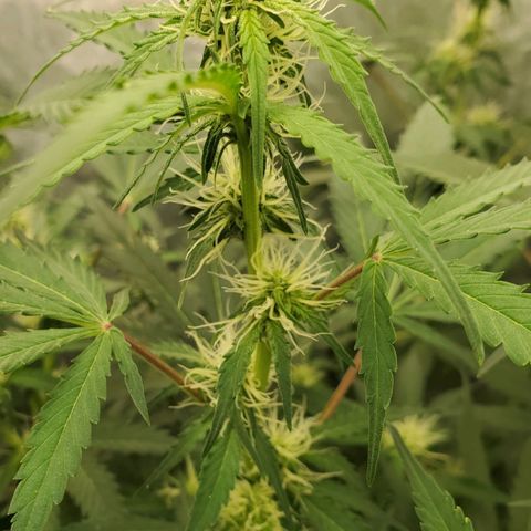 Wedding Cake Auto 1 [3/4] growlog timeline photo