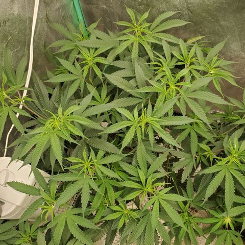 Scooby Snacks 1i 🐕 [4/15] growlog timeline photo