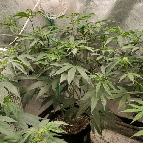 Scooby Snacks 1i 🐕 [4/15] growlog timeline photo